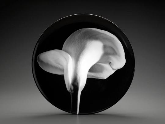 Calla Lily