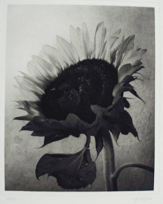 Sunflower No. 1
