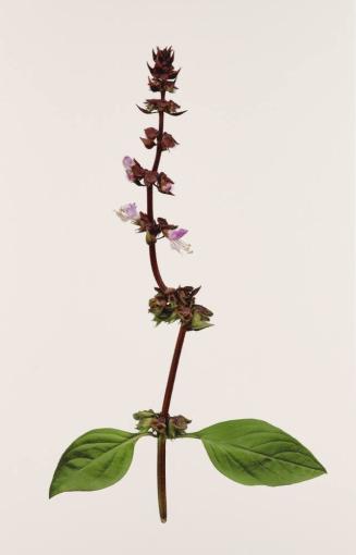 Thai Basil (Ocmum basilicum, “Horapha”)