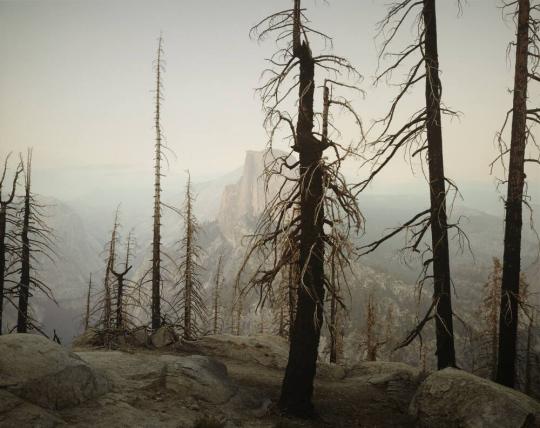 Yosemite (Burnt Forest & Half-Dome), California