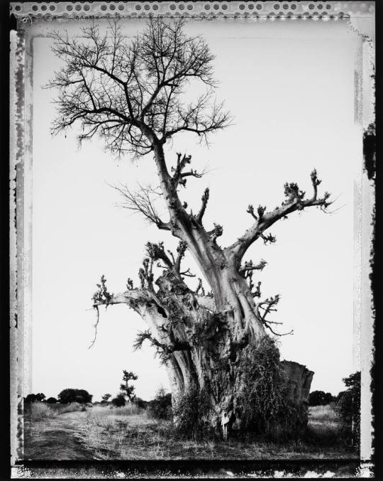 Baobab, Tree of Generations #6, Mali