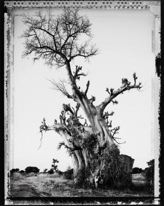 Baobab, Tree of Generations #6, Mali