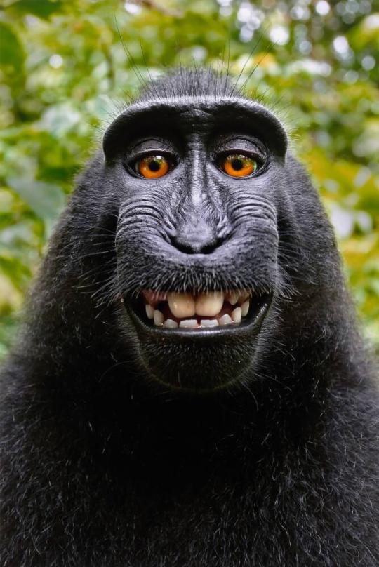 Monkey Selfie