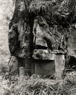 Live Burls: Redwood Highway