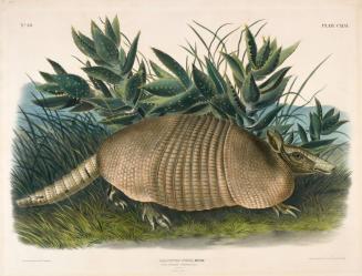 Dasypus Peba–Desm. (Nine-Banded Armadillo)