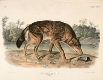 Canis Lupus–Linn, Var Rufus (Red Texan Wolf)