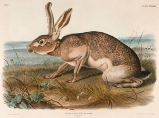 Lepus Texianus, Aud. & Bach. (Texian Hare)