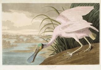 Roseate Spoonbill