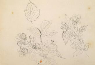 recto:  Flower Study