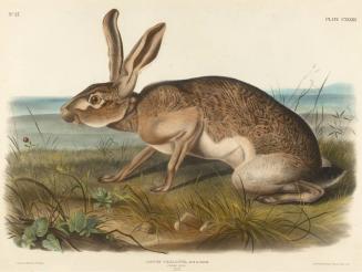 Lepus Texianus, Aud. & Bach. (Texian Hare)