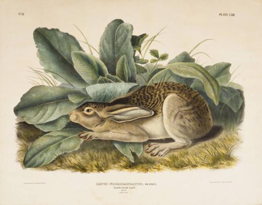 Lepus Nigricaudatus, Bennet (Black-tailed Hare)