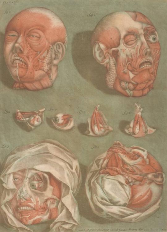 Plate 11, Studies of Heads and Eyes