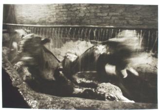 Untitled [Four cows in enclosure]