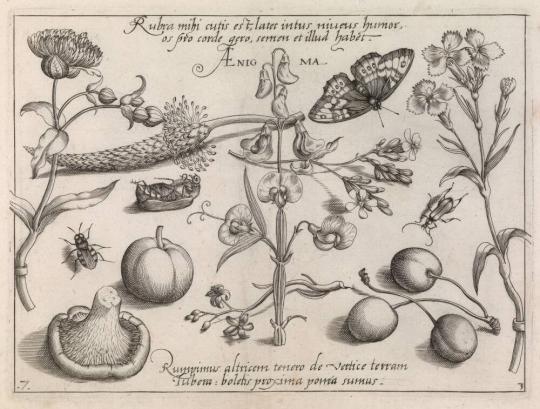 Archetypa studiaque patris Georgii Hoefnagelii, Part 3, Plate 7 | All ...