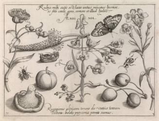 Archetypa studiaque patris Georgii Hoefnagelii, Part 3, Plate 7