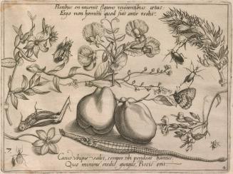 Archetypa Studiaque Patris Georgii Hoefnagelii, Part 4, Plate 7