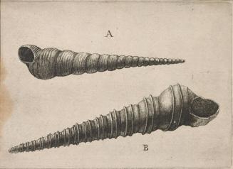 Shells (Turritella terebra and T. duplicata L.)