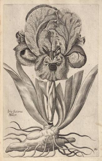 Florilegium novum (New Book of Flowers)