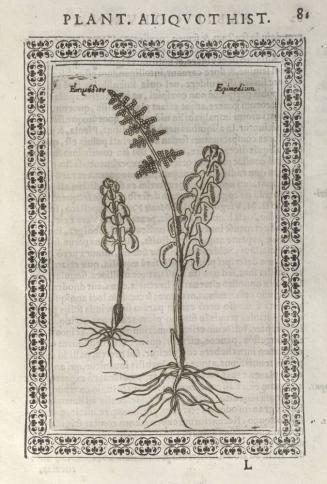 Phytobasanos, sive plantarum aliquot Historia (Plant Touchstone, or the History of Some Plants)