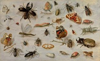A Study of Butterflies, Moths, Spiders, and Insects