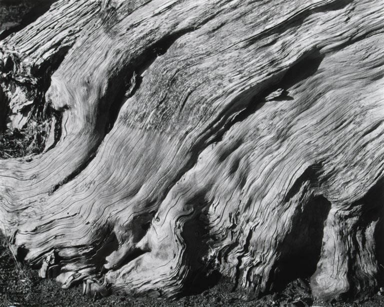 希少 Edward Weston (1886-1958) Cypress Root and Rock， Point Lobos