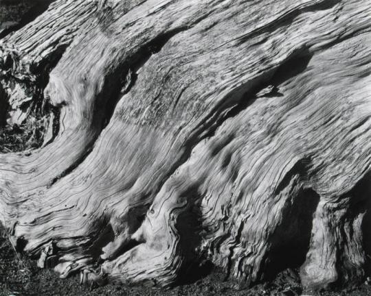 Cypress, Point Lobos