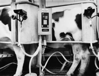 State University Agricultural and Technical College, Milking Room, Alfred, New York