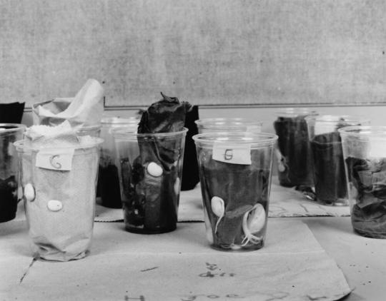 Calistoga Elementary School, Fourth Grade Seed Germination Experiment, Calistoga, California