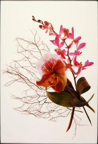 Orchideen mit Tulpenknospe