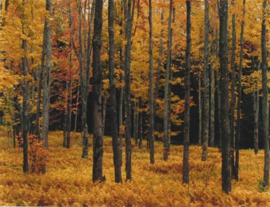 Forest and Farms III, Vermont