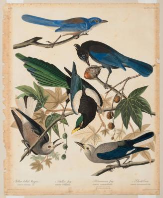 Four Birds: Yellow Billed Magpie; Steller's Jay; Ultramarine Jay; Clark's Crow
