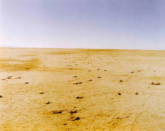 Dead Fish, Bravo 20 Bombing Range, Nevada