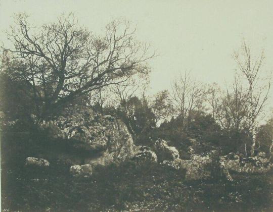 Trees and Rocks