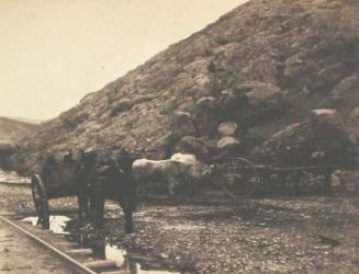 Cattle & Carts, leaving Balaklava