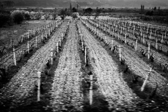 Orchards and Farmland