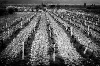 Orchards and Farmland