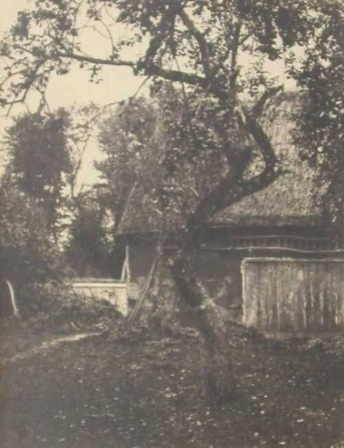 Apple Tree with Barn