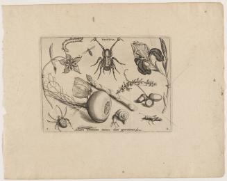 Tarantula…, Archetypa studiaque patris Georgii Hoefnagelii, Part 2, Plate 4