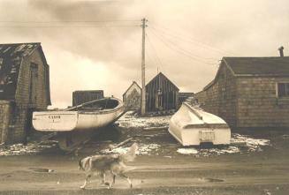 Dog of Robert Frank in Mabou, December, 1973