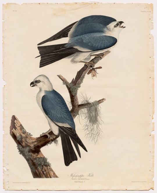 Mississippi Kite