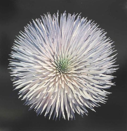 Silversword (mature plant before flowering)