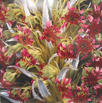 Haleakalá Silversword (Áhinahina flowers)