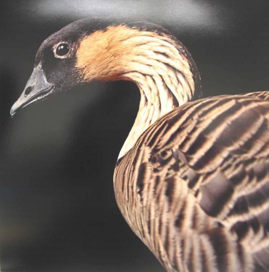 Hawaiian Goose