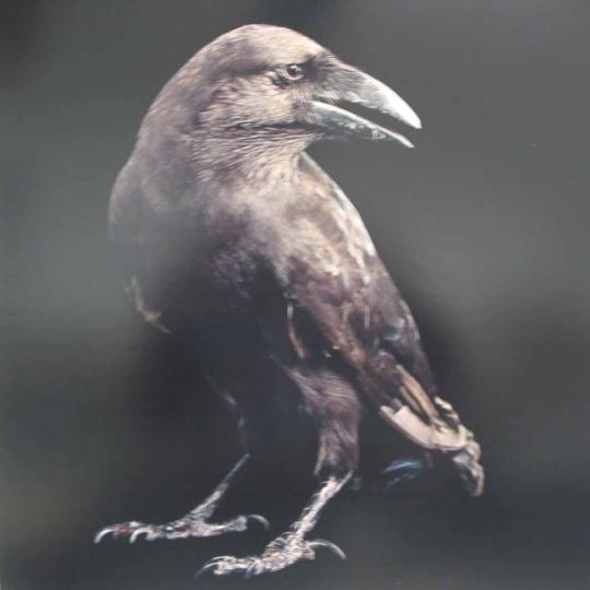 Hawaiian Crow