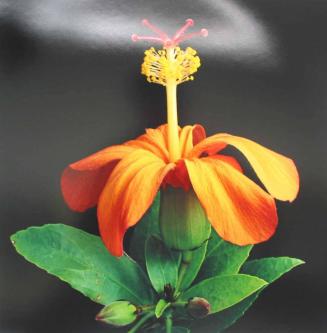Hibiscus kokio subsp. saintjohnianus