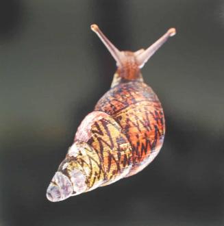 Sanguine Litter Snail