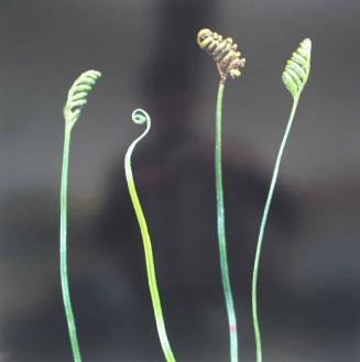 Toothbrush fern