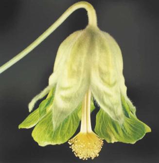 Green-Flowered Abutilon