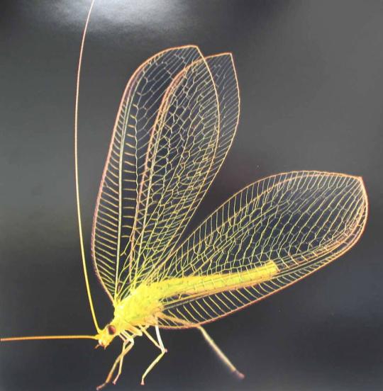 Sylvan Green Lacewing