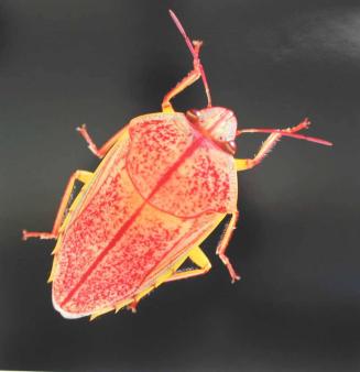 Koa Bug (newly emerged), Pu'u Koa